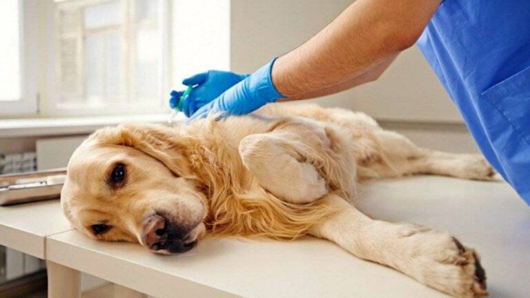 Servizio gratuito di sterilizzazione di cani femmine padronali, il Comune di Avezzano proroga i termini fino al 30 Settembre
