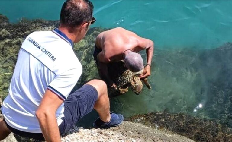 Amo e lenza impigliati in bocca: sulla costa abruzzese messa in salvo una tartaruga marina in seria difficoltà