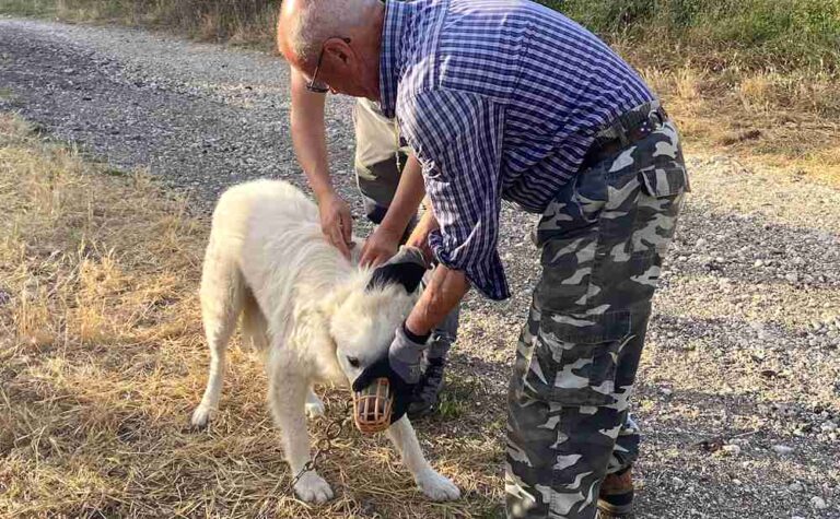 Vaccinati 67 cani da pastore, Salviamo l'Orso: "Azione di profilassi per evitare che lupi e orsi possano ammalarsi"