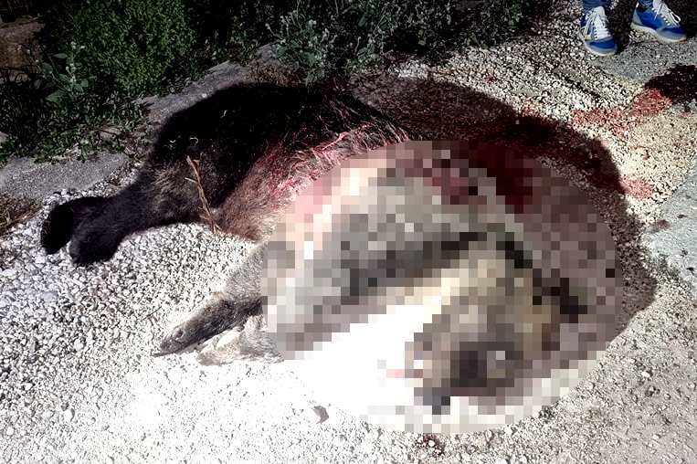 L'orsa Amarena è stata uccisa da una fucilata