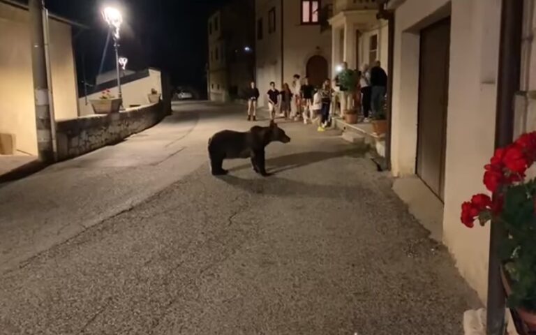 Dopo la morte dell'orsa Amarena organizzato un sit-in a San Sebastiano dei Marsi