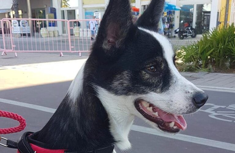 La bella storia del cane Milo: dalle strade di San Benedetto dei Marsi alle gare di bellezza