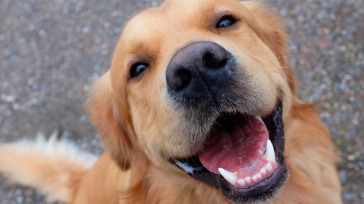 Registrazione all'anagrafe canina e applicazione microchip: appuntamento a Casali d'Aschi il 30 Settembre