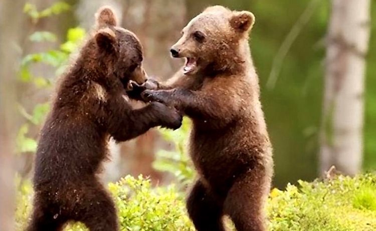 Novità sui cuccioli di Amarena e video PNALM: "Sono più grandi e si muovono ripercorrendo spesso gli spostamenti effettuati con la mamma"