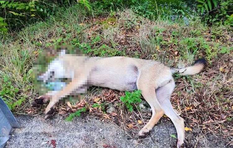 Lupo appenninico morto lungo una strada regionale ricadente nella Zona di protezione esterna al Parco Nazionale