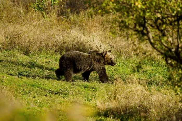 Esiti radiografici sulla carcassa dell'orsa Amarena, ENPA: "Raggiunta da un unico colpo di carabina 7.62 alla spalla, in una zona vitale"