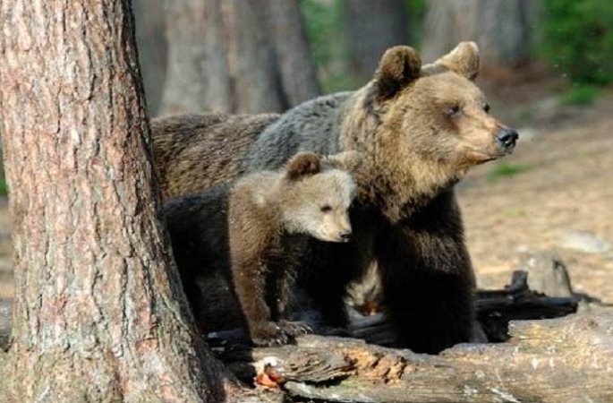 L'orsa F36 è stata trovata morta, Enpa: "Fatto di inaudita gravità"