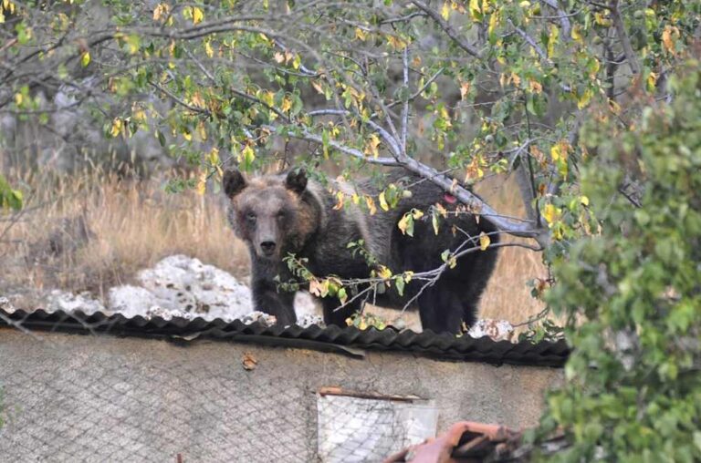 Il "ritorno" dell'orsa Gemma, PNALM: "Non possiamo insegnare agli orsi quanto sia rischioso avvicinarsi ai paesi e agli esseri umani"