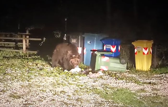 L'orsa Gemma di nuovo sorpresa a divorare rifiuti