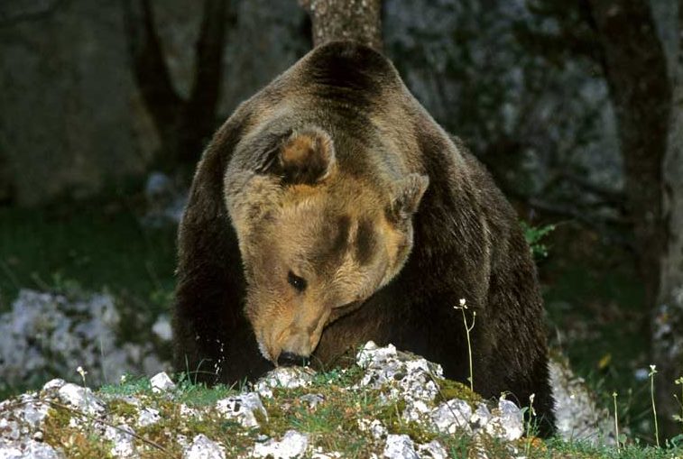 Incursioni dell'orsa Gemma a Scanno: una pattuglia di guardiaparco presidierà il territorio