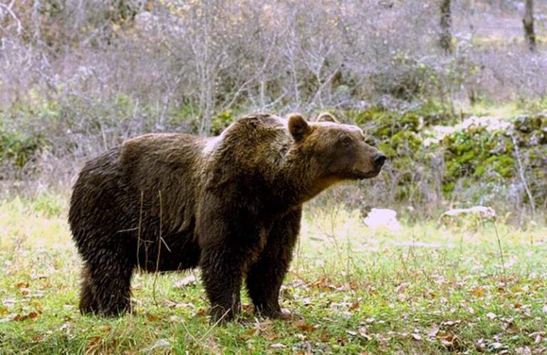 Presenza dell'orso bruno marsicano in Valle Subequana: stamattina riunione in Prefettura