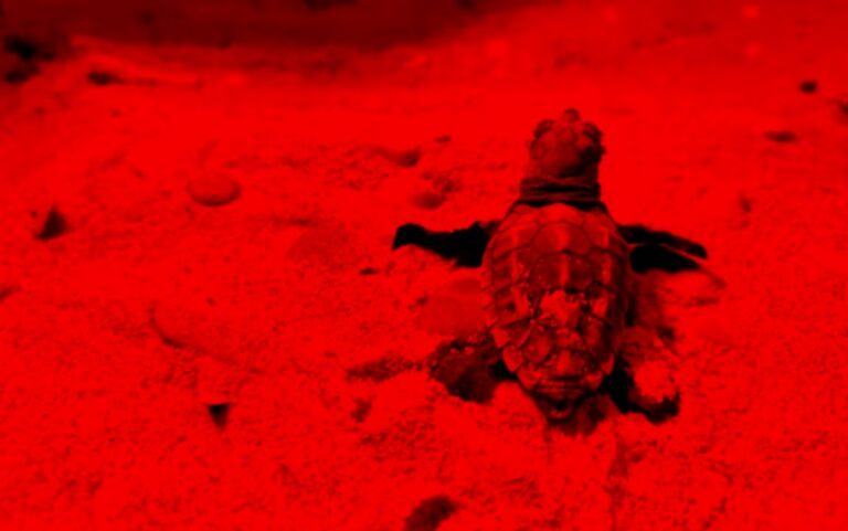 Sulla costa abruzzese sono nate 23 tartarughe marine, grande lavoro dei volontari della Riserva del Borsacchio