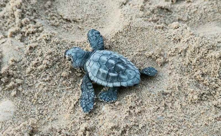 Continua la schiusa delle uova di Caretta Caretta sul litorale abruzzese: finora sono nate 61 tartarughine