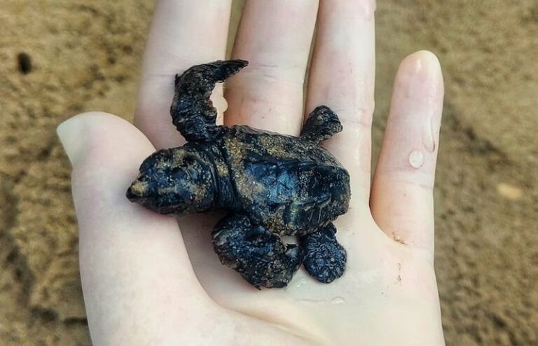 L'ultima delle 70 tartarughe marine nata sulla costa abruzzese dopo 68 giorni di cure e attenzioni
