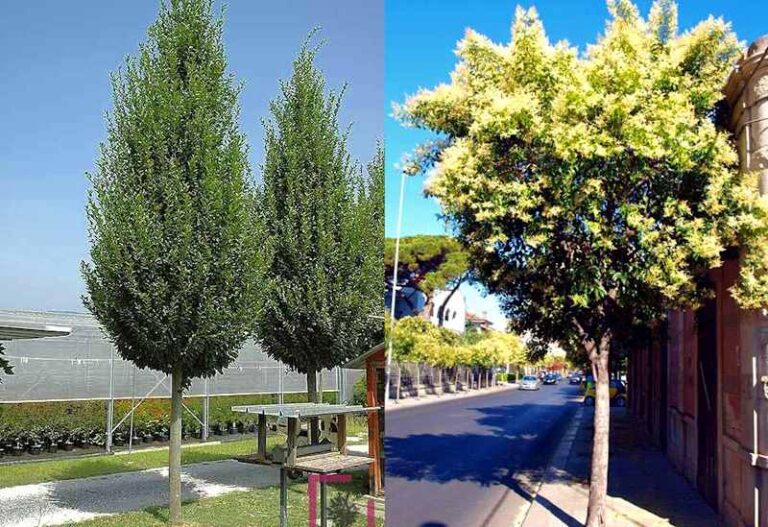 Quali alberi piantumare lungo via Roma ad Avezzano? Il Comune lascia decidere i cittadini con un sondaggio online