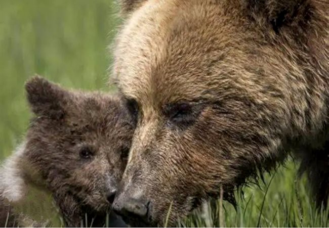 L'orso bruno marsicano a New York: si è parlato della sua sopravvivenza e della sua conservazione
