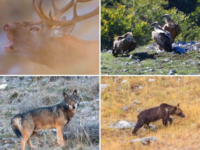 Oggi è la Giornata mondiale degli animali, Rewilding Apennines: "Questo ultimo anno è stato intenso e non sempre facile"