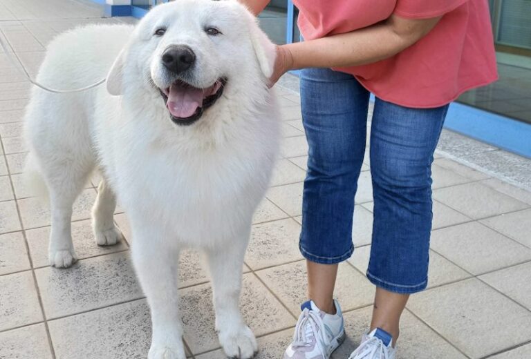 Il pastore maremmano abruzzese Cafaggio eletto cane più bello del mondo 2023