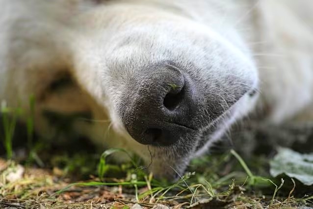 7 gatti e 2 cani avvelenati a Collelongo, una cittadina: "Veneriamo S. Antonio, protettore degli animali, ma non li rispettiamo"