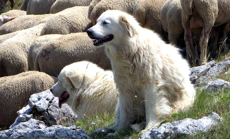 Nei pascoli del Parco nazionale del Gran Sasso ci saranno cartelli informativi per segnalare la presenza di cani da guardiania