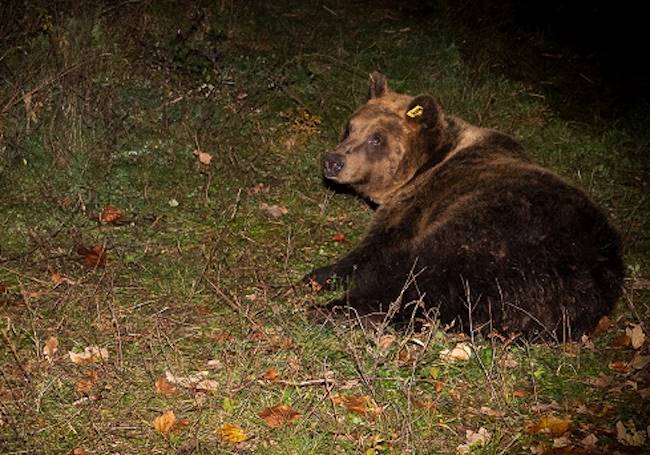 Avvistata un'orsa in un paese dell'area Peligna: "Potrebbe trattarsi di Barbara"