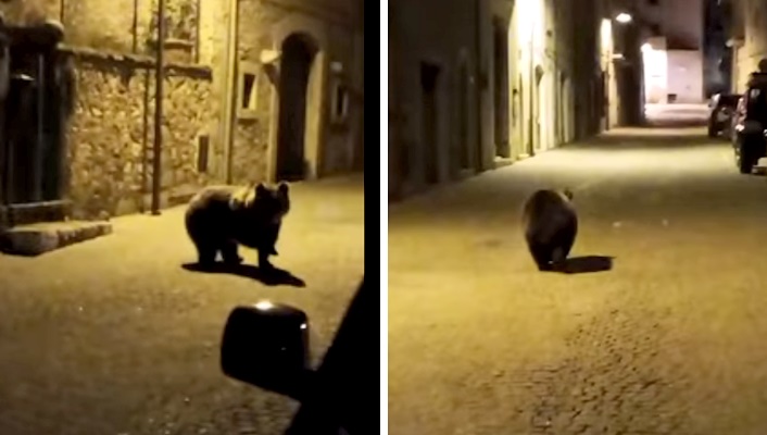 L'orsa Giacomina torna a farsi vedere tra le stradine di un borgo del Parco Nazionale
