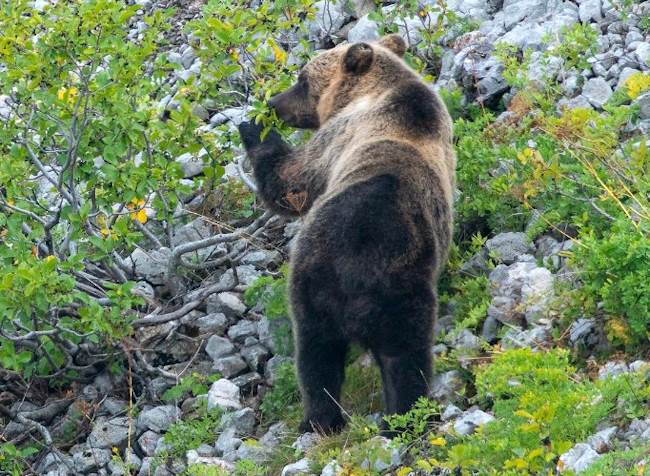 Presunte carenze alimentari per gli orsi bruni marsicani, PNALM: "L'alimentazione di supporto non è necessaria ed è spesso dannosa"