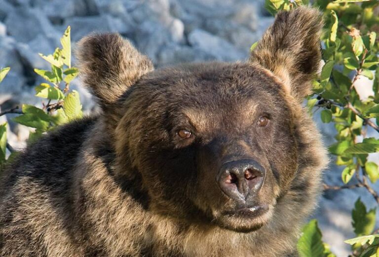 Si ritrova un orso in giardino: una donna impaurita fugge, scivola e si frattura una spalla