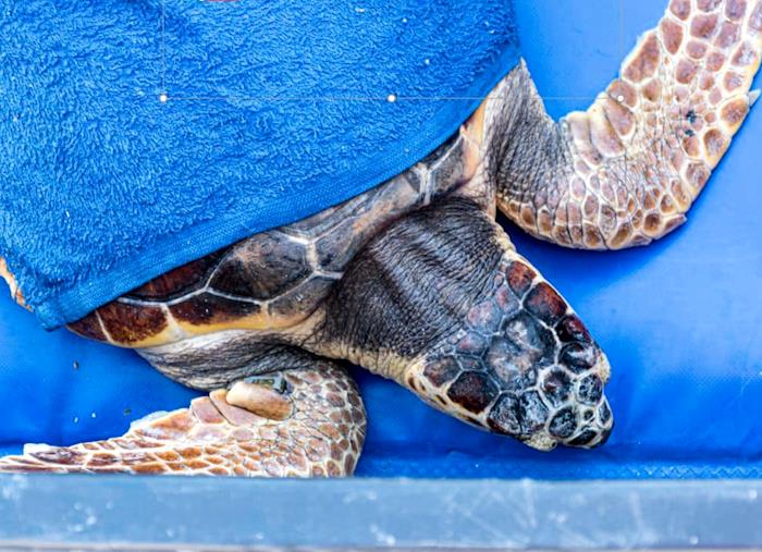 Calimera, Circe e Medusa: liberate sulla costa abruzzese tre tartarughe marine recuperate e curate nei mesi scorsi