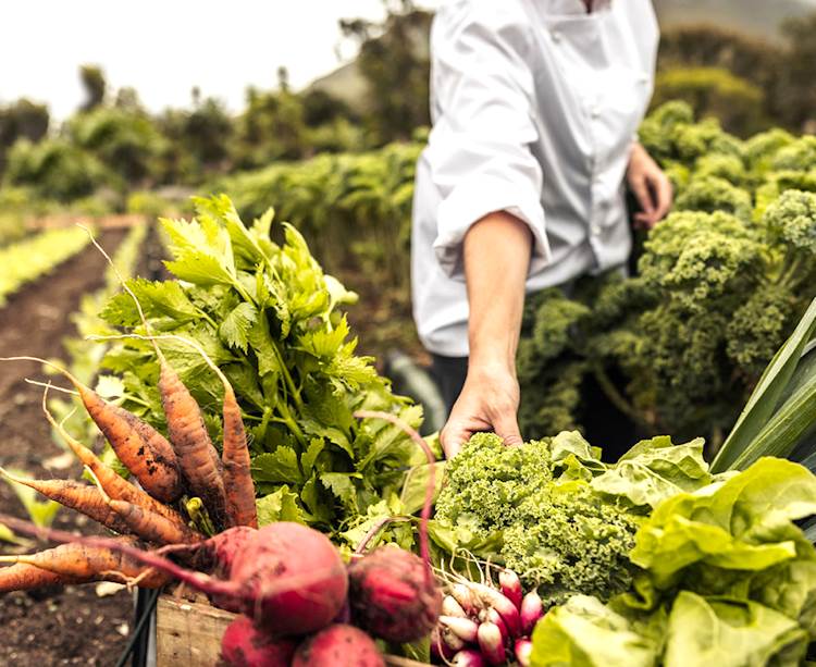 Agricoltura, Imprudente: "Linee guida per costituzione distretti del cibo per nascita nuove economie, specie in aree interne e svantaggiate"