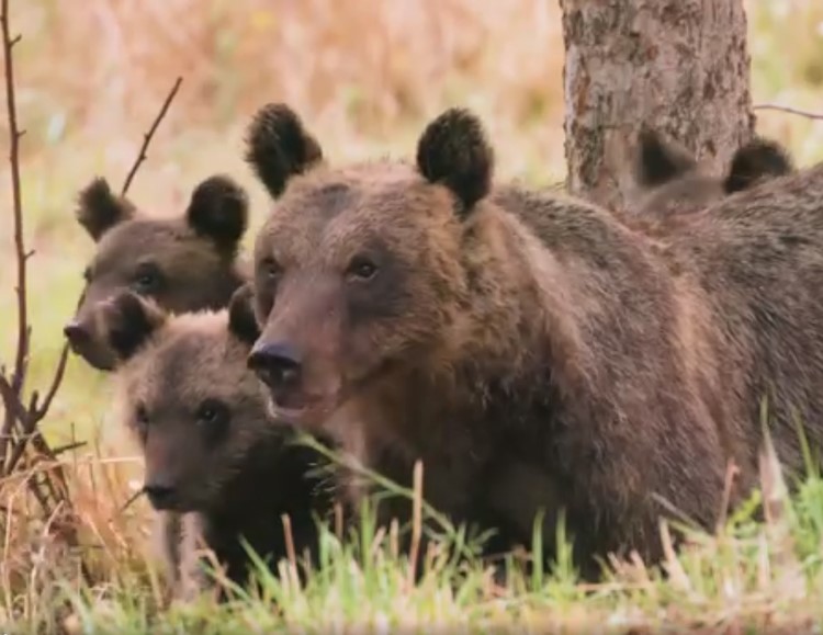 "Terre dell'Orso", il documentario prodotto da Salviamo l'Orso che racconta l'orso bruno marsicano