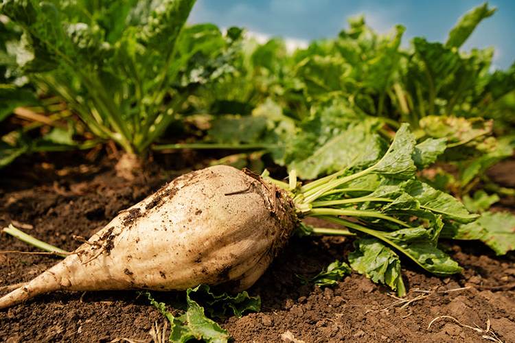 Cultura della barbabietola da zucchero: ok del Comune di Ortucchio alla realizzazione di uno stabilimento per la produzione di biogas