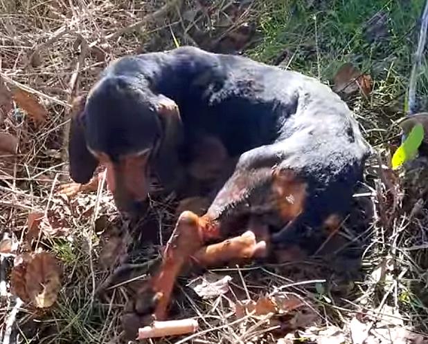 Cane da caccia trovato in fin di vita, le volontarie: "Investito, aggredito e con le zampe spezzate"