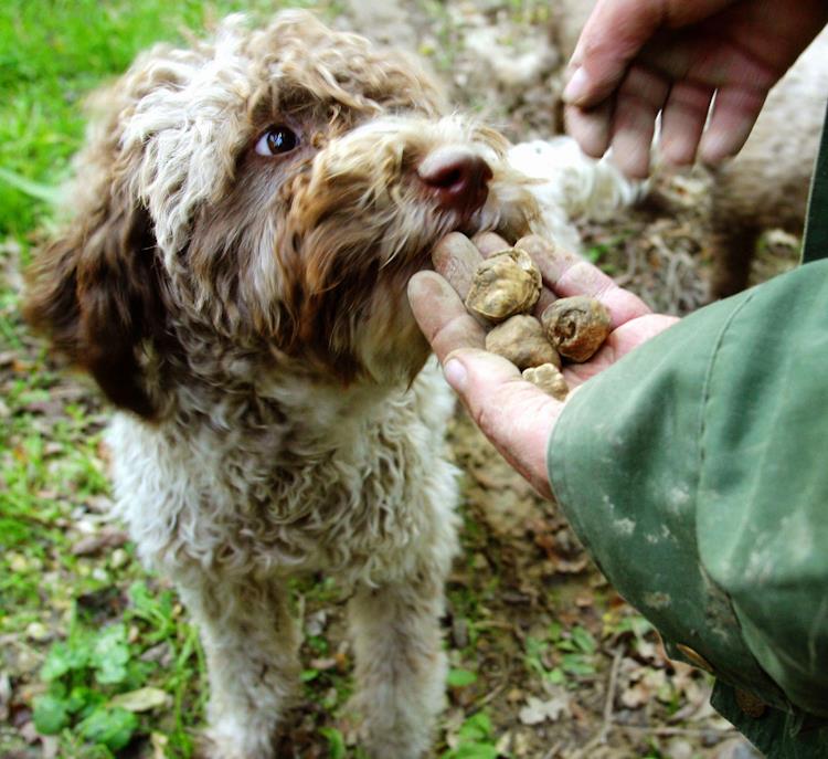 Trenta cani da tartufo avvelenati tra Abruzzo e Molise, Presidente FNATI: "Pezzi di prosciutto con dentro liquido velenoso lasciati nel bosco"