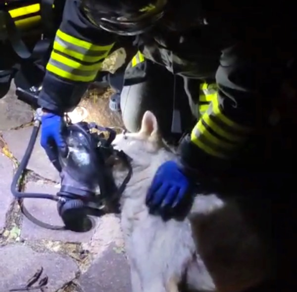 Incendio a Scurcola Marsicana: salvato un 60enne e i suoi due cani rianimati dai Vigili del Fuoco