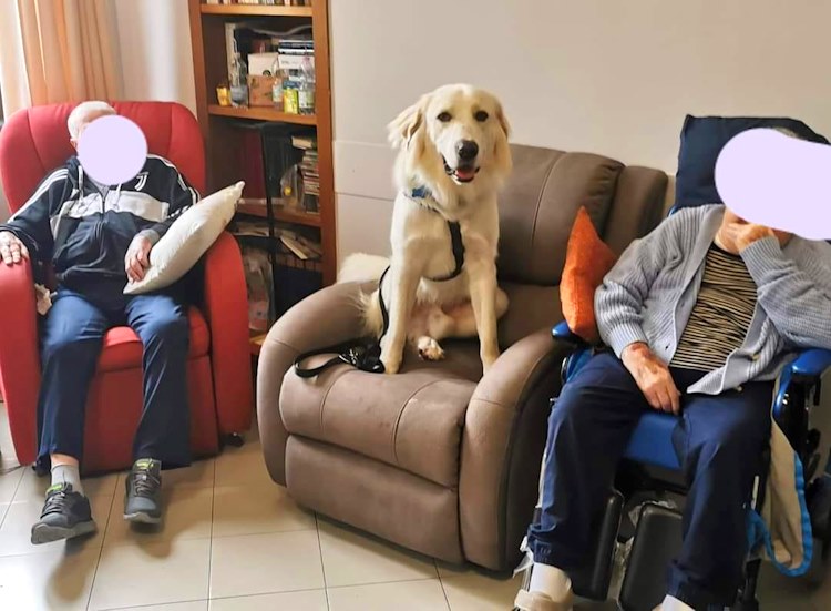 La bella storia di Spike: da randagio abbandonato nella Marsica a cane da compagnia per anziani in Toscana