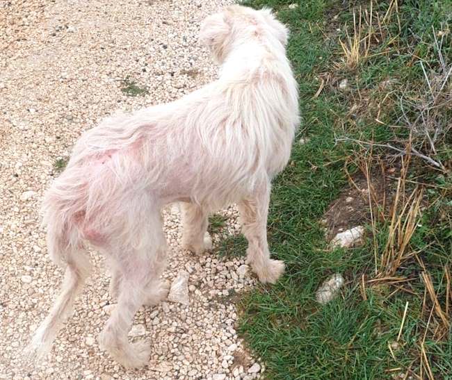 Cucciolo di cane da pastore abruzzese denutrito e scheletrico: "Basta maltrattare questi animali"