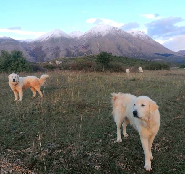 Vaccinati 15 cani da pastore abruzzese a Rosciolo dei Marsi: "Buone pratiche di Salviamo l'Orso"