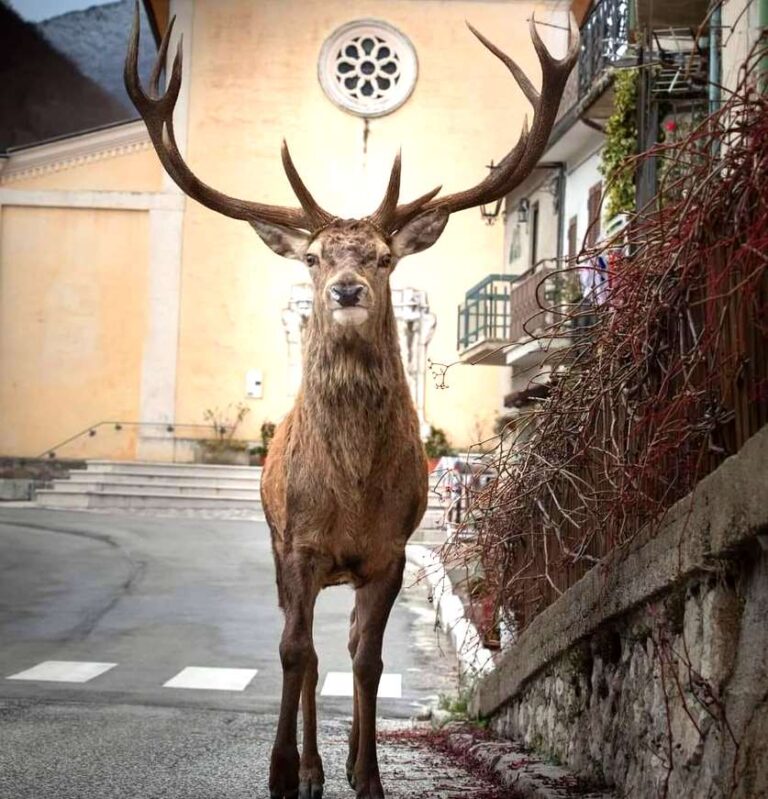 Meraviglie d'Abruzzo: sua maestà il cervo, in una splendida foto di Enzo Minchella