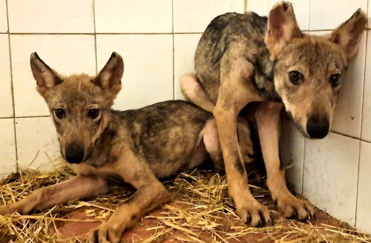 Due cuccioli di lupo salvati in Umbria sono stati accolti in Abruzzo, la loro mamma è stata uccisa dai bracconieri