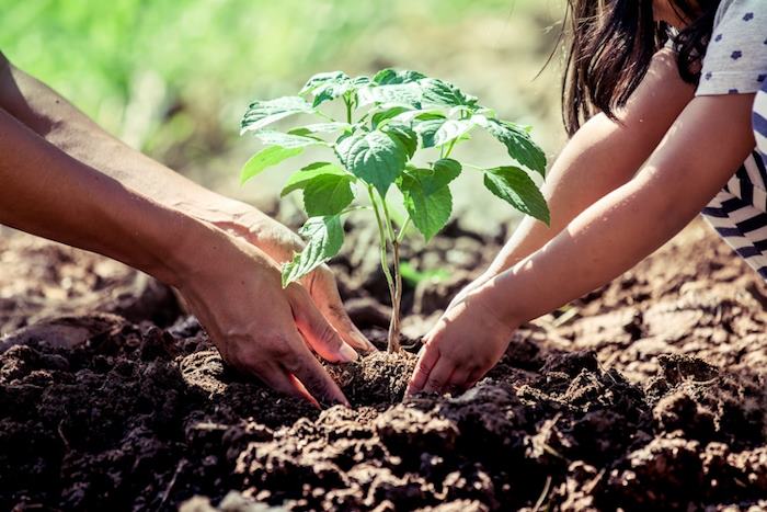 Festa degli Alberi a Sante Marie: il 21 Novembre saranno messe a dimora nuove piante coi bambini della scuola "Radice"