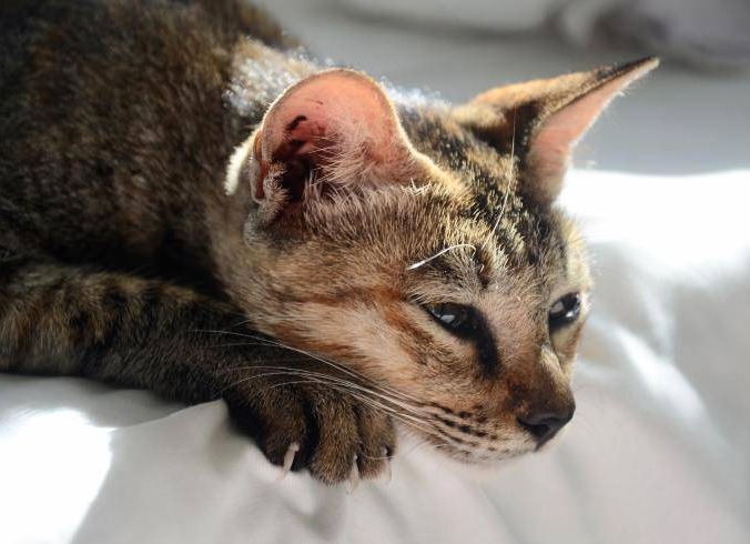 Tre gatti investiti in una settimana lungo le strade di Magliano de' Marsi, una volontaria: "È necessario andare così veloce?"