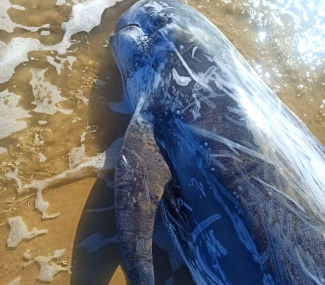 A causa di venti e mareggiate, sul litorale abruzzese, è stato trovato un raro esemplare di delfino Grampo spiaggiato