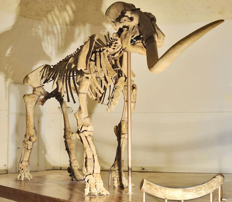 Mammut del Castello dell'Aquila: dal 1° Dicembre al 7 Gennaio 2024 tornano le aperture quotidiane