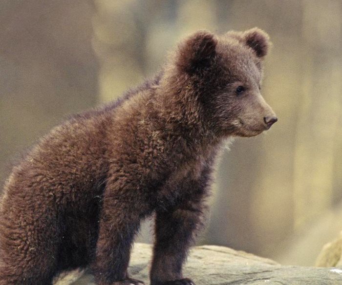 Cuccioli di Amarena: sospesa temporaneamente la caccia al cinghiale nei luoghi frequentati dai giovani orsi bruni marsicani