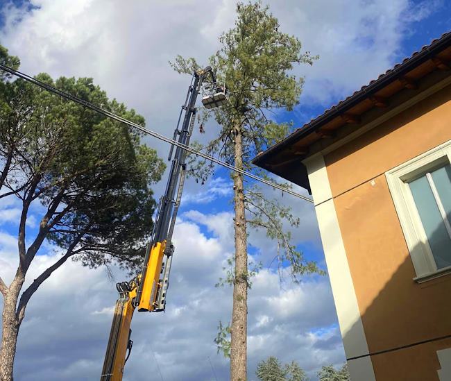Albero pericolante a Tagliacozzo, Sindaco Giovagnorio: "Necessario abbattere un pino di 37 metri presso il parco della scuola Bevilacqua"