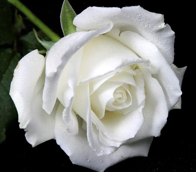 "Una rosa bianca" per ricordare la Giornata dei Caduti 