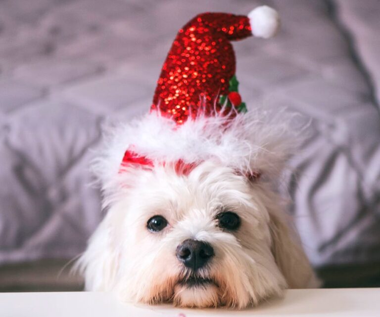 "Gli animali non sono oggetti da regalare", il Natale secondo Oipa