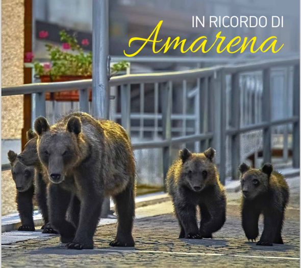 Il calendario del Parco Sirente Velino 2024 dedicato all'orsa Amarena
