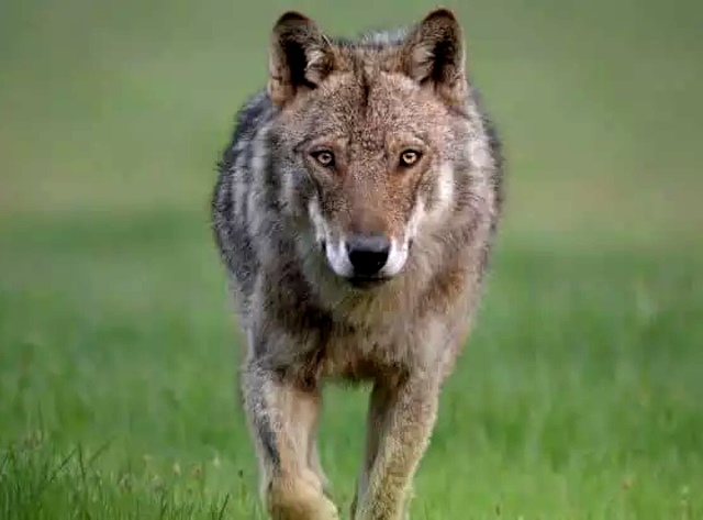 Dall'inizio del 2023 oltre 600 i lupi feriti o uccisi sulle strade, AIDAA: "È urgente creare corridoi per il passaggio degli animali selvatici"